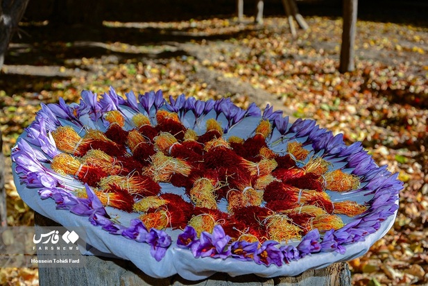 تصاویر برداشت زعفران