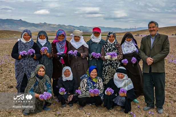 تصاویر برداشت زعفران