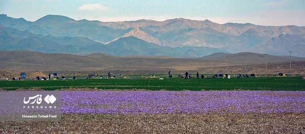 تصاویر برداشت زعفران