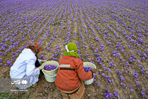 تصاویر برداشت زعفران