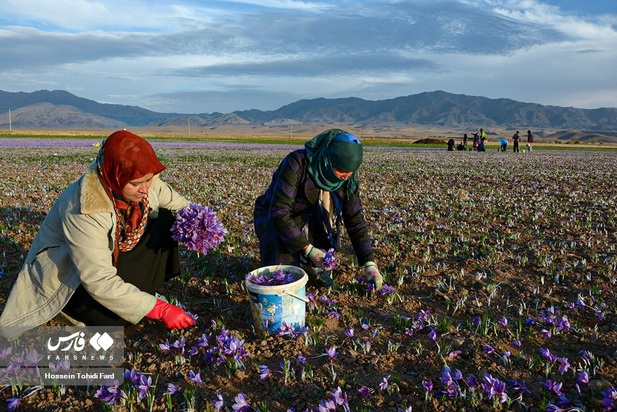 تصاویر برداشت زعفران