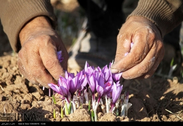 تصاویر برداشت زعفران