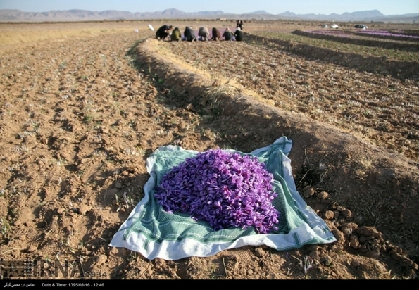تصاویر برداشت زعفران