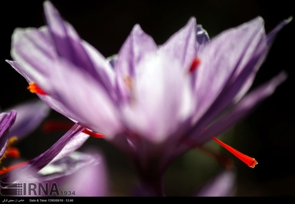 تصاویر برداشت زعفران