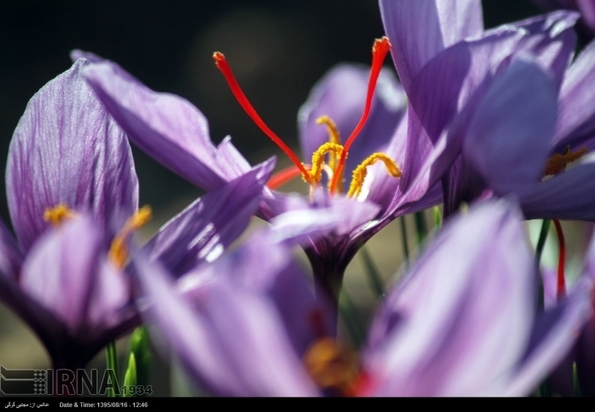 تصاویر برداشت زعفران
