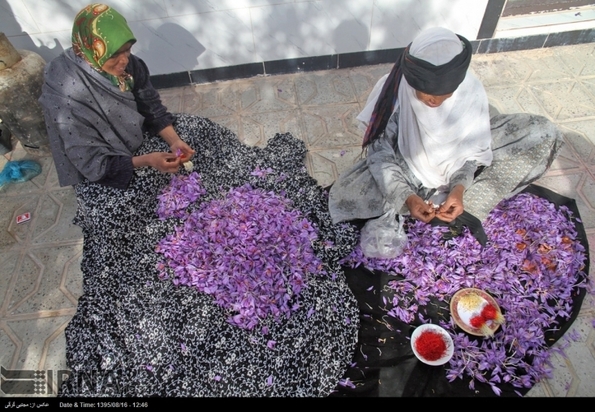 تصاویر برداشت زعفران