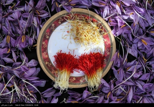 تصاویر برداشت زعفران