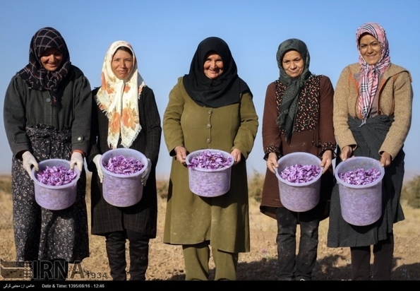 تصاویر برداشت زعفران