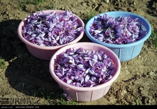 تصاویر برداشت زعفران