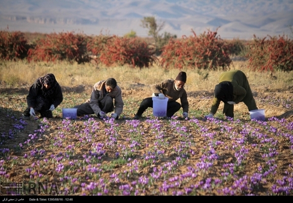 تصاویر برداشت زعفران