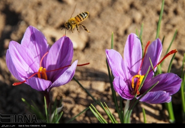 تصاویر برداشت زعفران