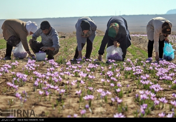 تصاویر برداشت زعفران