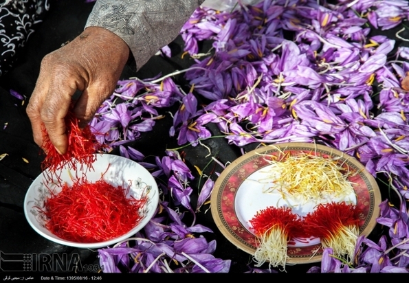 تصاویر برداشت زعفران