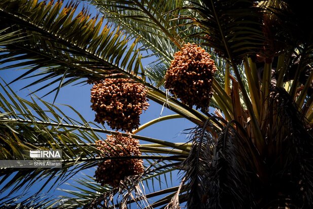 خرماچینی سنتی خاوران