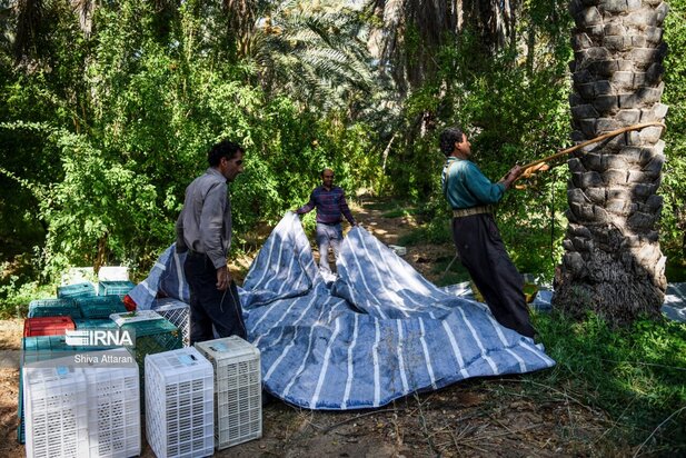 خرماچینی سنتی خاوران