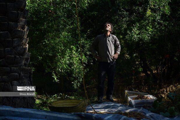 خرماچینی سنتی خاوران