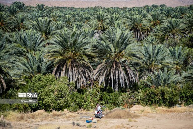 خرماچینی سنتی خاوران
