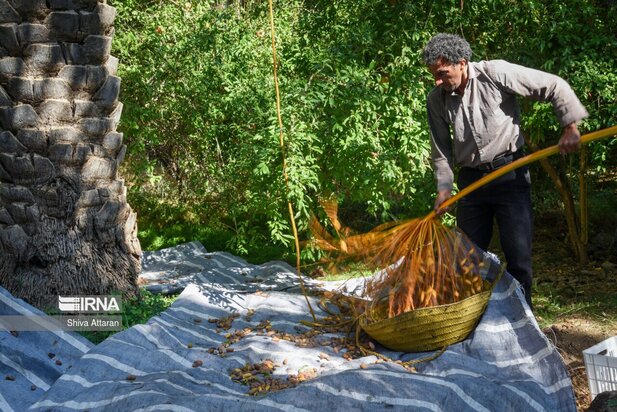 خرماچینی سنتی خاوران