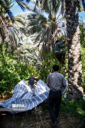 خرماچینی سنتی خاوران