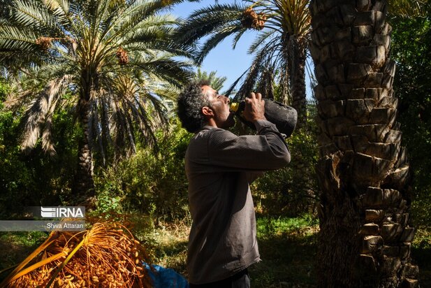 خرماچینی سنتی خاوران