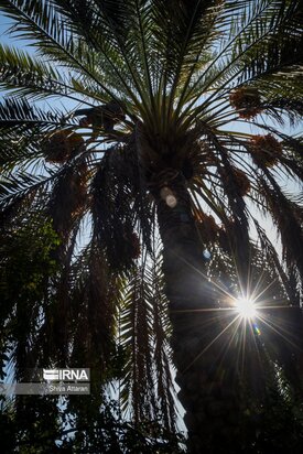 خرماچینی سنتی خاوران