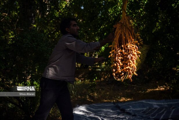 خرماچینی سنتی خاوران