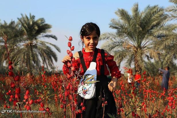 فصل برداشت چای ترش کارون