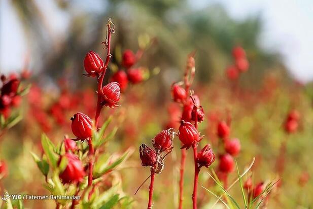 فصل برداشت چای ترش کارون