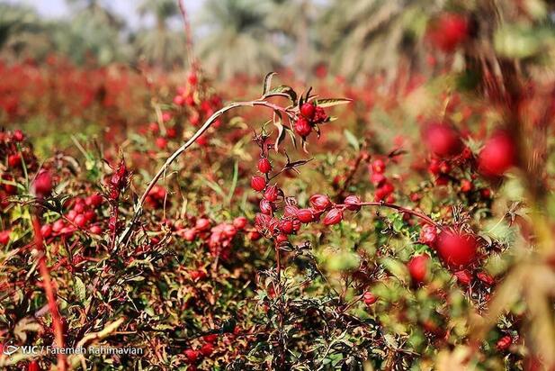 فصل برداشت چای ترش کارون
