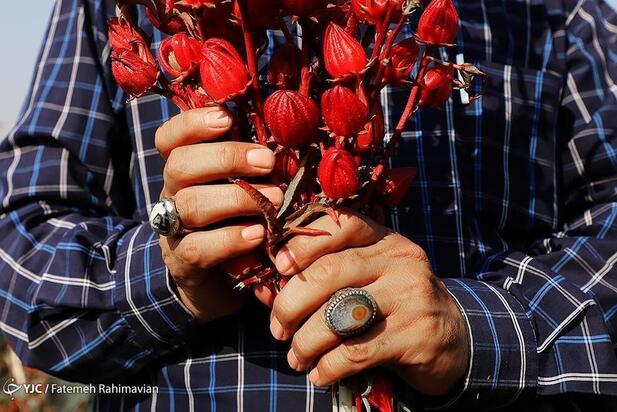 فصل برداشت چای ترش کارون