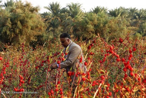 فصل برداشت چای ترش کارون