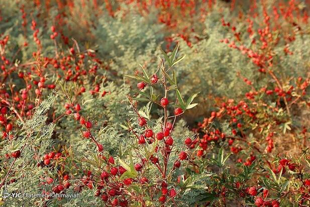 فصل برداشت چای ترش کارون