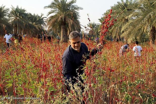 فصل برداشت چای ترش کارون