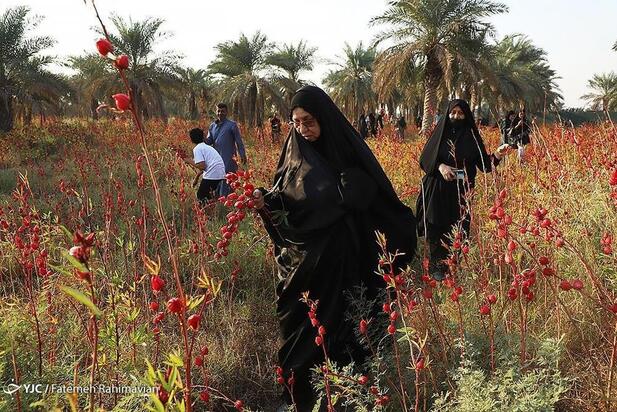 فصل برداشت چای ترش کارون