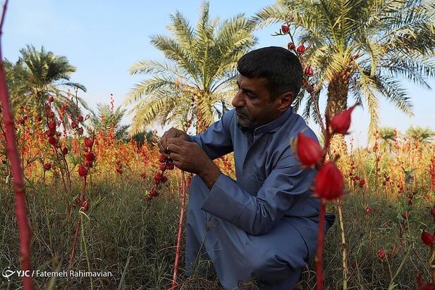 فصل برداشت چای ترش کارون