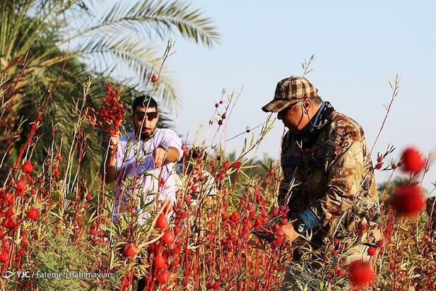 فصل برداشت چای ترش کارون