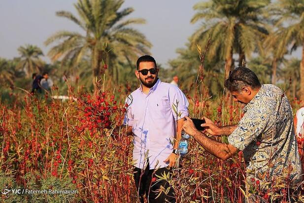 فصل برداشت چای ترش کارون