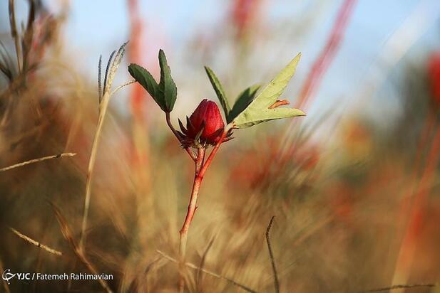 فصل برداشت چای ترش کارون