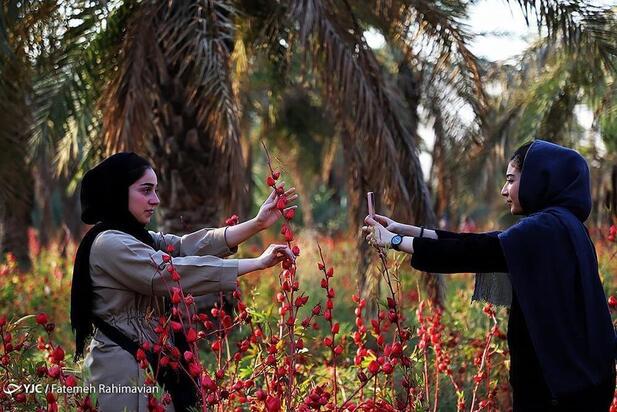 فصل برداشت چای ترش کارون