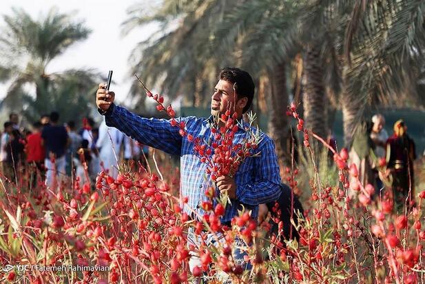 فصل برداشت چای ترش کارون