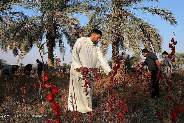 فصل برداشت چای ترش کارون