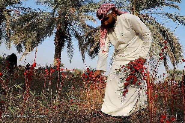 فصل برداشت چای ترش کارون