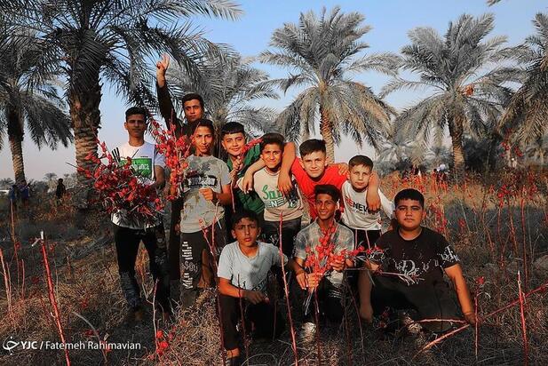 فصل برداشت چای ترش کارون