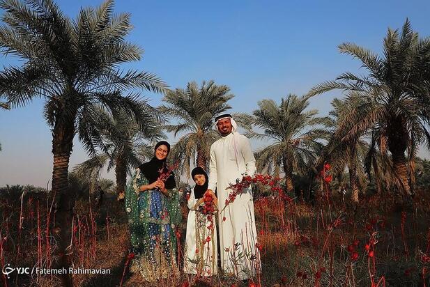 فصل برداشت چای ترش کارون