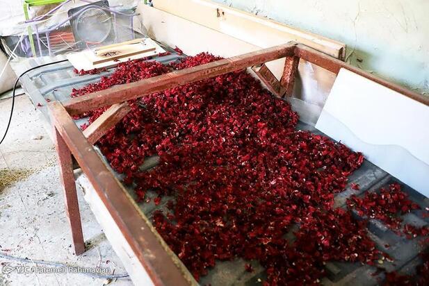 فصل برداشت چای ترش کارون