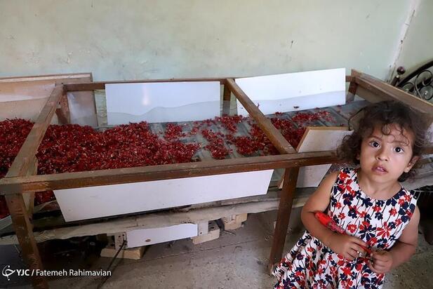 فصل برداشت چای ترش کارون