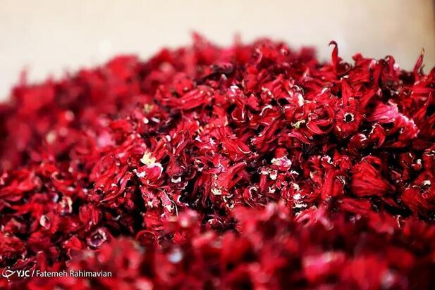 فصل برداشت چای ترش کارون