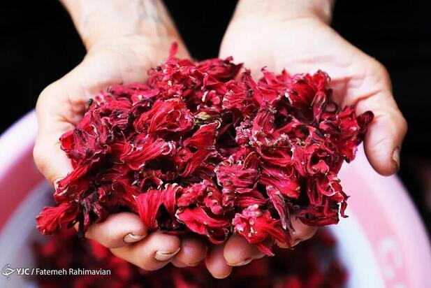 فصل برداشت چای ترش کارون