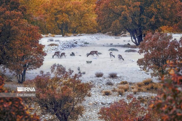 گوزن زرد ایرانی