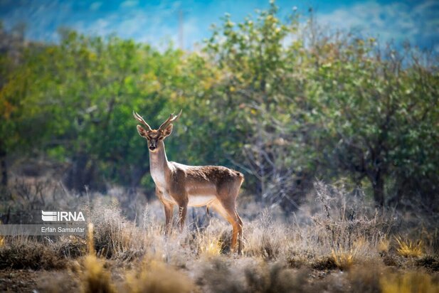 گوزن زرد ایرانی